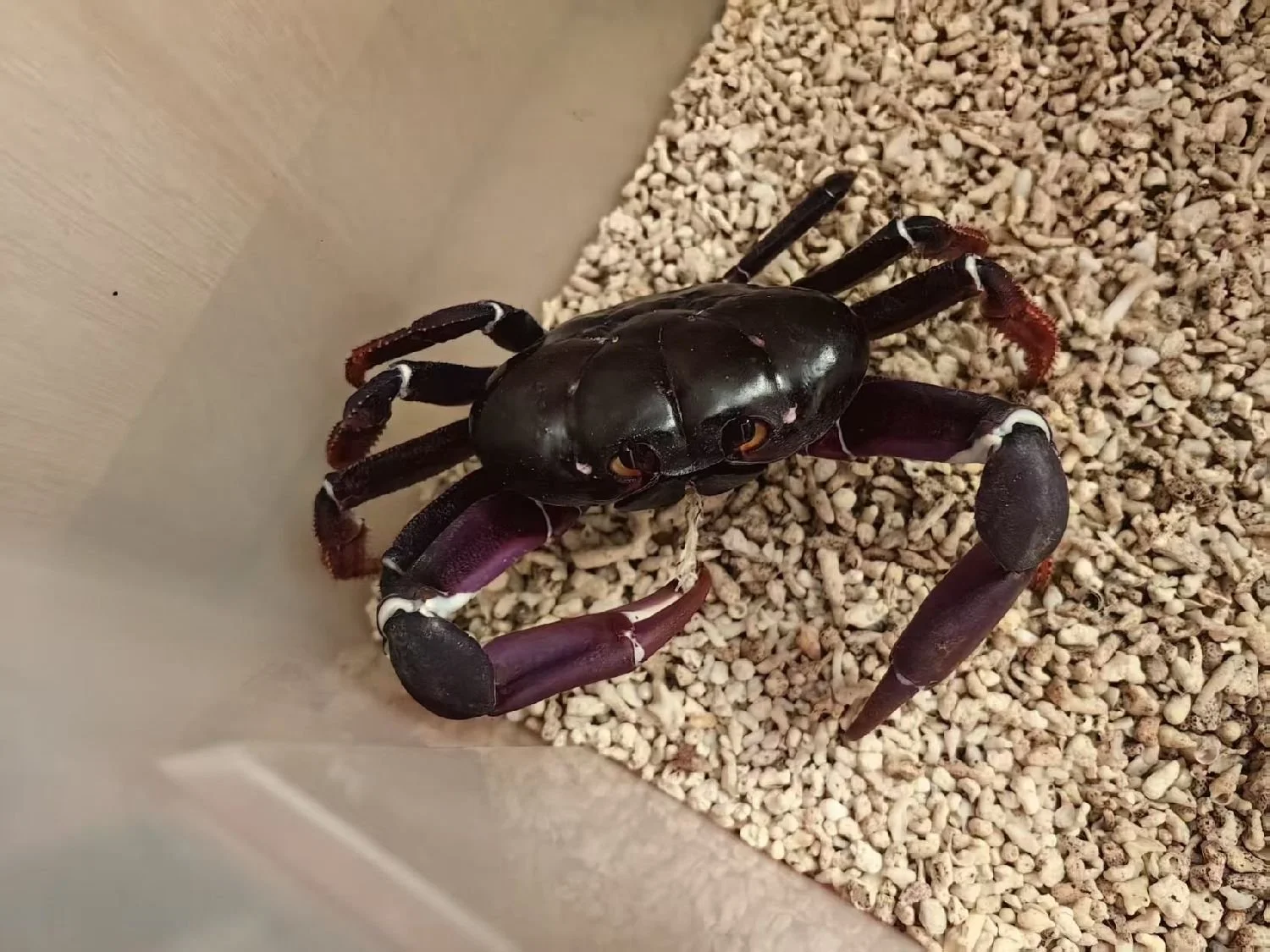 JOHNGARTHIA WEILERI CARE GUIDE – ROYAL NEBULA CRAB CARE — Indoor